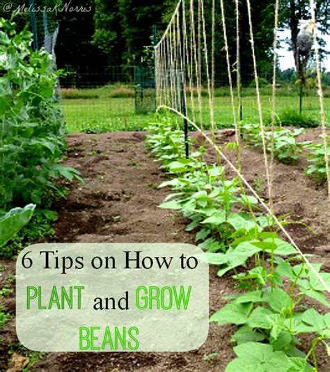 grow green beans  tips   bean garden plants growing
