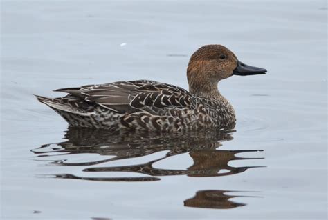 early birder pintail