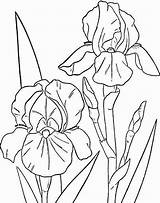 Coloring Flower Pages Orchid Spring Iris Peony Drawing Templates Drawings Print Clipart Flowers Cattleya Orchids Color Bearded Line Two Getcolorings sketch template