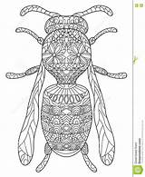 Adulti Vettore Coloritura Insecten Insetto Colorare sketch template