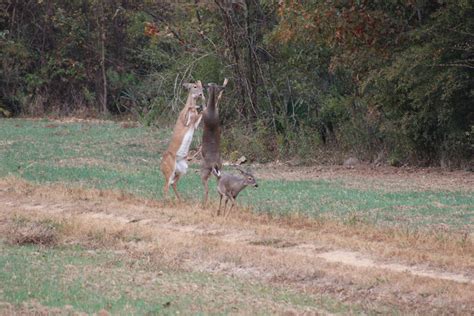 Hunting In Ga Hogs Deer Pheasant Quail Turkey Gum