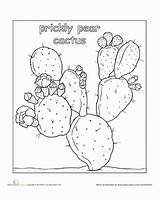 Pear Prickly Cactus Coloring Sketch Worksheet Color Education Flowers Desert Plant Drawing Tattoo Flower Paintingvalley Gif sketch template