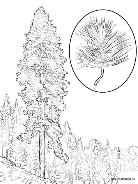 pine tree coloring pages  kids  printable pine tree coloring pages