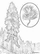 Pine Coloring Pages Ponderosa Tree Printable Realistic Color Trees Template Drawing Supercoloring Designlooter Comments 99kb 1020 1440px sketch template