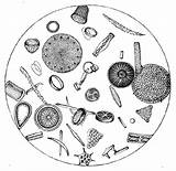 Diatom Diatoms Clipart Plankton History Natural Google Cliparts Museum Real Library Template Choose Board sketch template