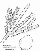 Coloring Pages Sukkot Crafts sketch template