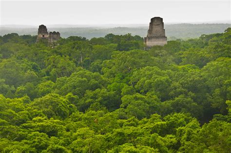 tikal  mayan temples   jungle tikal guatemala graeme