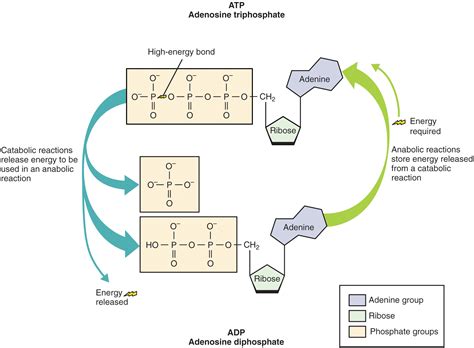 adenosine triphosphate atp definition  synthesis