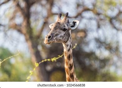 rhodesian giraffe giraffa tippelskirchi  commonly stock photo