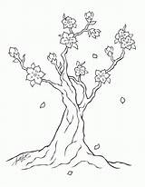 Coloring Blossom Cherry Pages Printable Popular sketch template