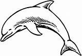 Delfin Erwachsene Delphin sketch template