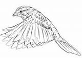 Coloring Sparrow Sparrows Flight Pages Song sketch template
