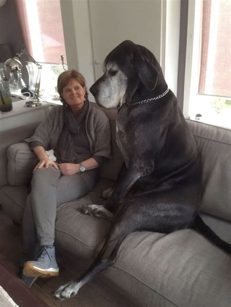 great danes  prove theyre  giant puppies