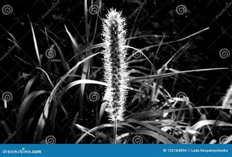 single fluffy grass spikelet  nature close  stock photo image