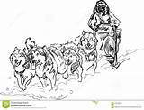 Sled Dog Coloring Dogs Pages Alaskan Clipart Team Race Iditarod Stock Sledding Husky Drawing Color Musher Dreamstime Illustration Drawings Kids sketch template