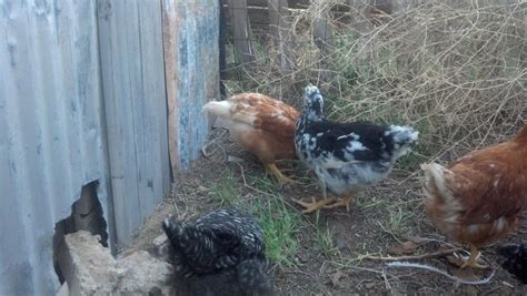 9 to 10 week old chickens gender and or breed guesses on 4 chickens