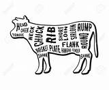 Beef Drawing Cuts Cattle Butcher Background Getdrawings sketch template