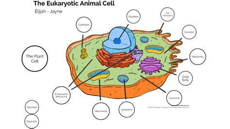 eukaryotic animal cell  elijah jessup  prezi