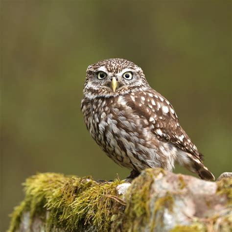 trogtrogblog bird   week  owl