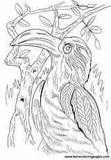 Hornbill Coloring Pages Template Please sketch template
