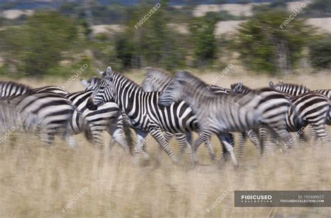 plains zebras herd running  grassland  kenya wild nature