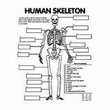 System Coloring Anatomy Pages Human Skeletal Skeleton Muscle Momjunction Diagram Printable Toddler Worksheet Body Kidney Names Nose Choose Board Heart sketch template