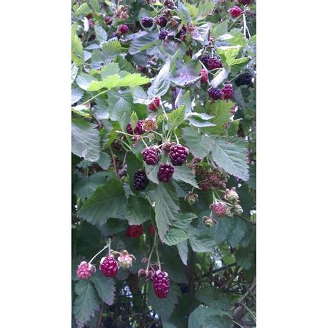 2l Rubus Ursinus Cultivar Youngberries Pick N Eat Range I N 3830146