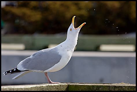 squawking seagull squawking seagull glenn euloth flickr