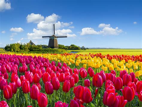 tulip cycling  netherlands magnifique ii haarlem