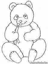 Panda Mewarnai Kolase Hewan Lucu Terbaik Beruang Lembar 1020 Halaman Koleksi Imut Kumpulan sketch template
