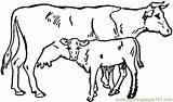 Coloring Pages Cattle sketch template