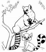 Lemur Coloring Cartoon Real Pages Tailed Ring Nine Kids sketch template
