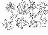 Coloring Leaf Pages Feuilles Leaves Colorier Arbre Cycle Coloriage Nature Le sketch template