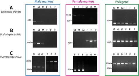 electrophoresis pattern of products amplified in male and female