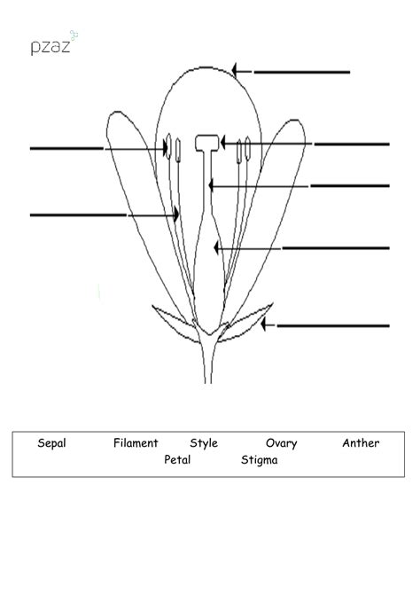 flowers flower labelling diagram science year