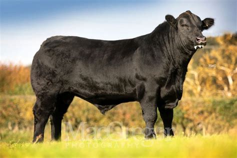 aberdeen angus cattle  sale stirling macgregor photography
