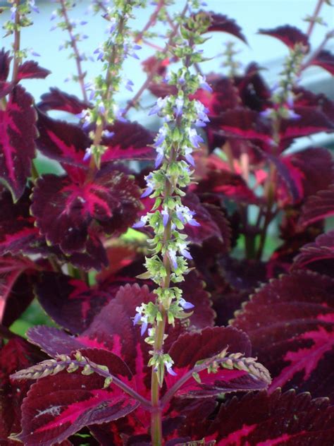 talk  plants colorful coleus