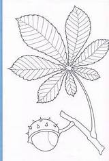 Leaf Chestnut sketch template