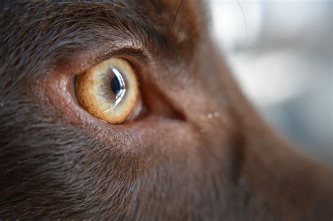 care   dogs eyes cleverpet