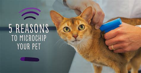 reasons  microchip  pet companion protect