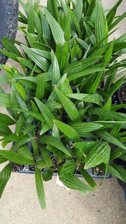 austins nursery plants seedlings palm trees