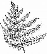 Fern Clipart Lady Drawing Line Leaf Coloring Etc Template Sketch Plant Leaves Getdrawings Usf Edu Medium Large sketch template