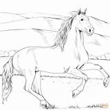 Andalusian Adults Hest Heste Tegninger Ausmalbilder Pferde Lette Andaluz Supercoloring sketch template