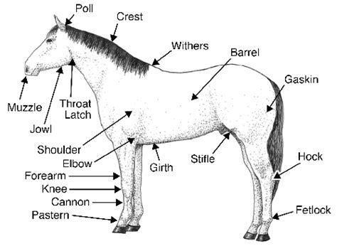 tips    ride horse anatomy