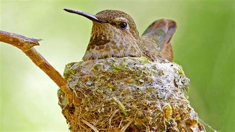 weird  wonderful bird nests mental floss
