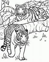Coloring Pages Animals Tiger Animal Kids sketch template