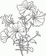 Petunia Petunias Petunie Drawings Outline Colorare Colouring Identification sketch template