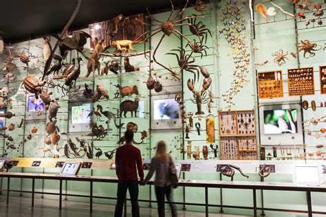 american museum  natural history manhattan ny   york