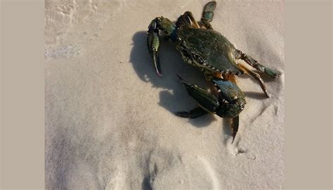 report finds decline in chesapeake bay blue crab