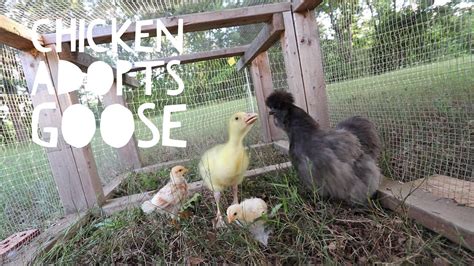 tiny chicken raises a big goose youtube